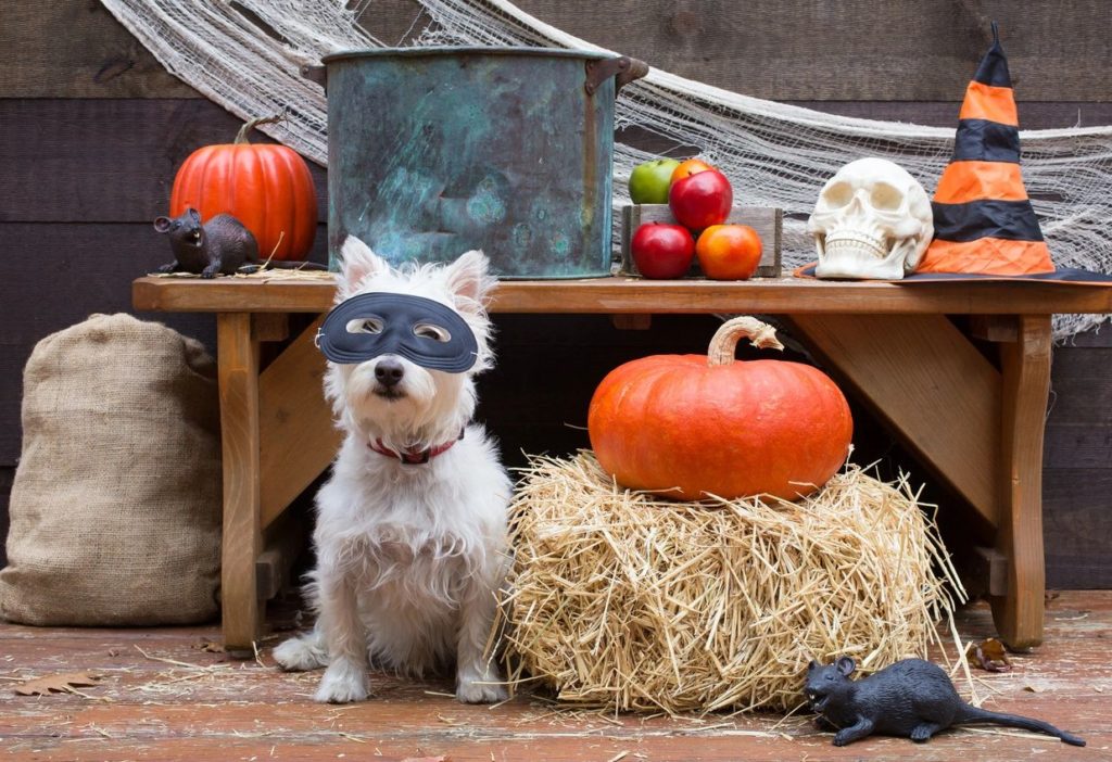 Framework for mental readiness - cute puppy with a Halloween mask standing next to a pumpkin.